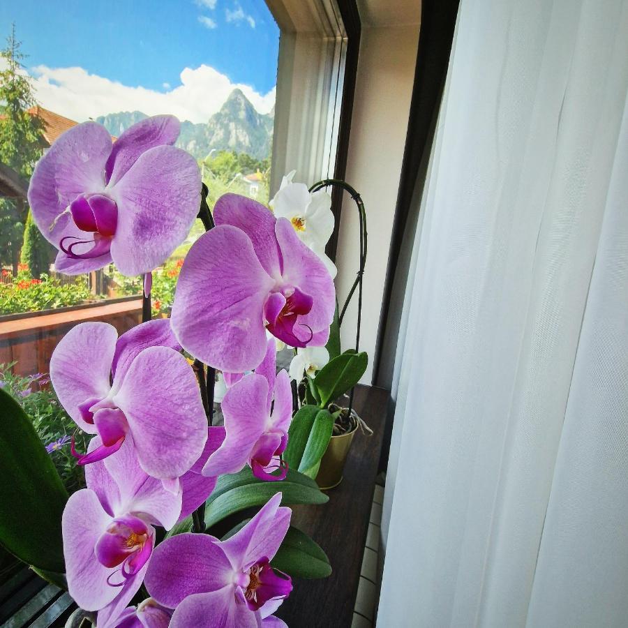 Amor Tirol Bușteni Dış mekan fotoğraf