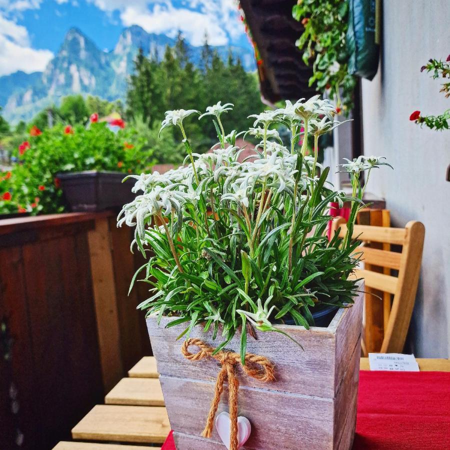 Amor Tirol Bușteni Dış mekan fotoğraf