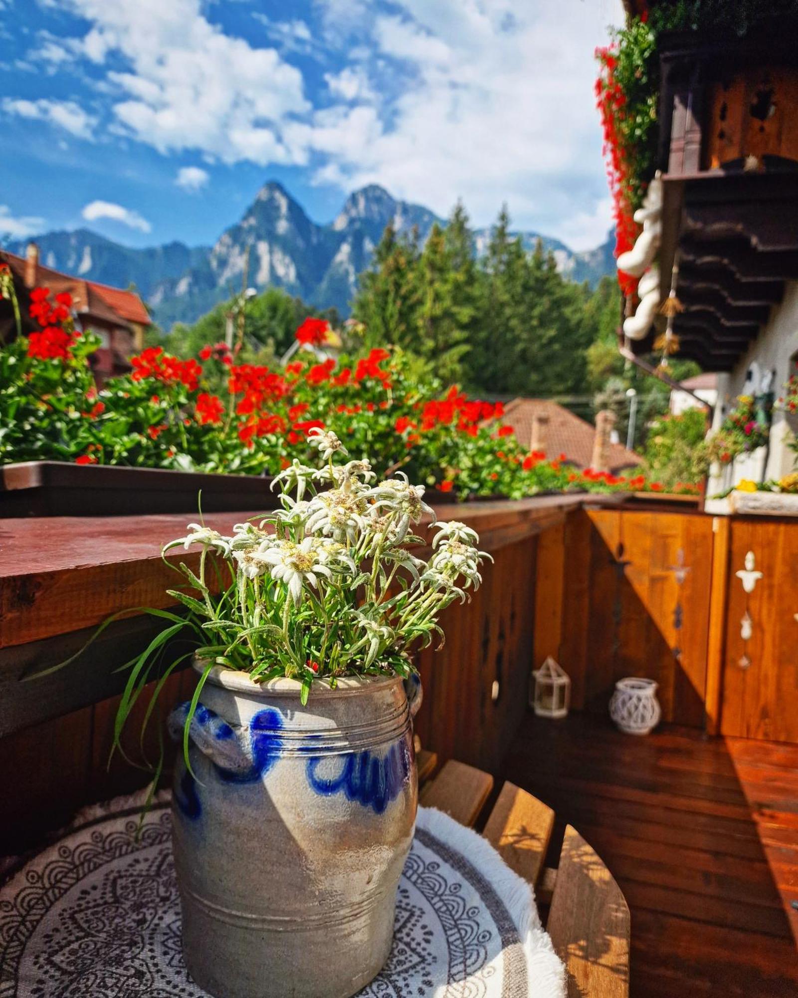 Amor Tirol Bușteni Dış mekan fotoğraf